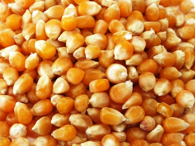 Maize Seeds